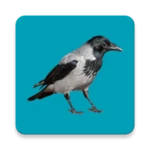 progressive decoy of crows android application logo